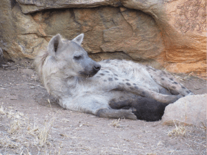 blog-hyena-spotted