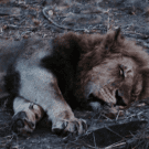 When the Lion is Not Asleep: Thoughts On Writing a Prequel